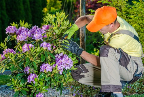 Tree crown reduction assessment in a Pinner garden
