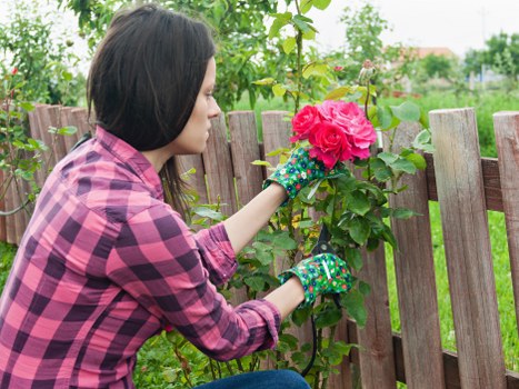 Clear and transparent tree surgery pricing for Pinner homes